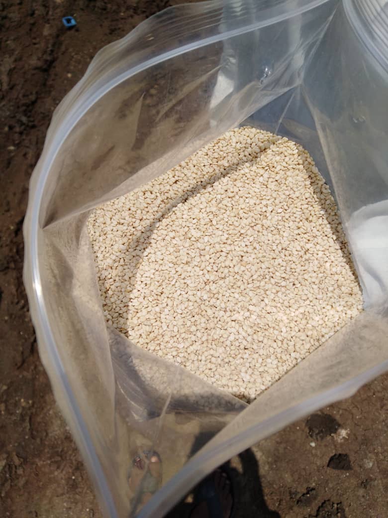 White Sesame Seeds (Gadaref Type)